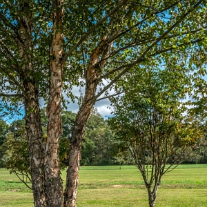 River Birch Tree